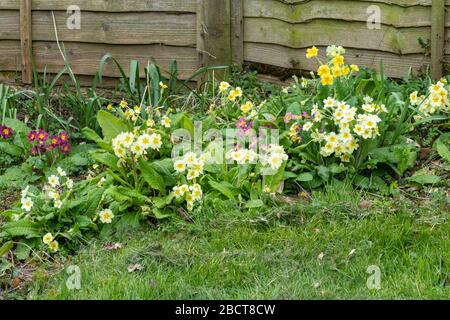 A patch of primroses, polyanthus and false oxlip spring flowers in a garden in Hampshire, UK, during April Stock Photo