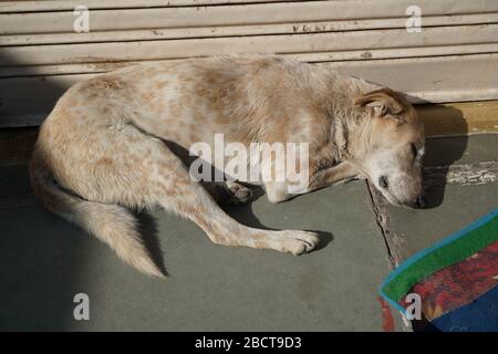 White and Brown Homeless stray dog is sleeping in warm sunlight on the warm cement floor outside a closed shop. An abandoned snoozing street dog. Stock Photo