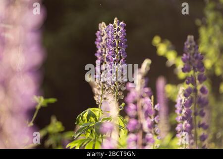 Blooming lupine field at sunlight.  Violet  summer flowers on the blurred background. Belarus, Minsk Stock Photo