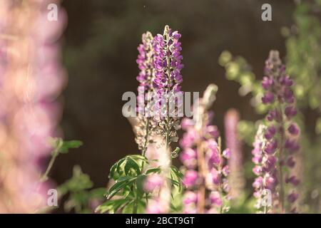 Blooming lupine field at sunlight.  Violet  summer flowers on the blurred background. Belarus, Minsk Stock Photo