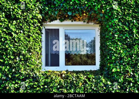 Two windows covered by green ivy leafs on the wall of old vintage british house Stock Photo