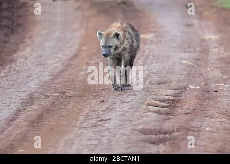 The spotted hyena, also known as the laughing hyena, is a hyena species, currently classed as the sole extant member of the genus Crocuta. Stock Photo