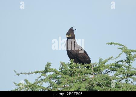 The long-crested eagle is an African bird of prey. Like all eagles, it is in the family Accipitridae. Stock Photo