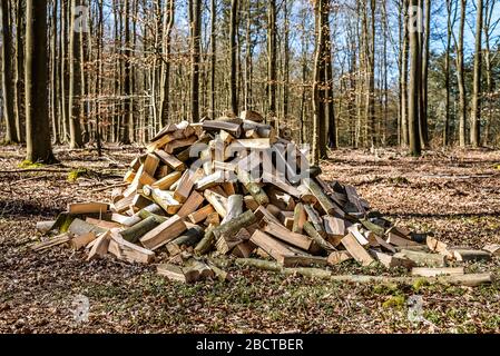 a pile of chopped beech wood in the forest, Jaegerspris, Denmark, April 1, 2020 Stock Photo