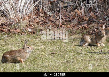 Dog chasing backyard bunnies Stock Photo
