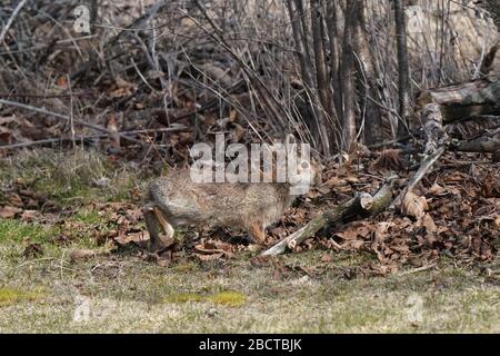 Dog chasing backyard bunnies Stock Photo