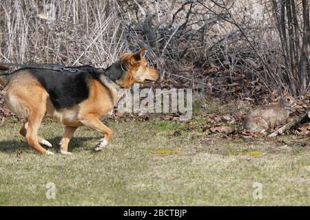 Dog chasing backyard bunnies Stock Photo