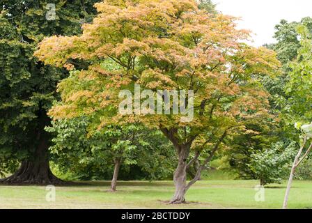 Autumn Autumnal Acer Palmatum Momiji in Kew Royal Botanic Gardens, Ardingly, Haywards Heath, Sussex, RH17 6TN Stock Photo