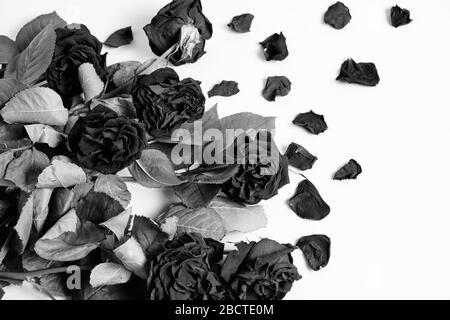 Dead rose petals Black and White Stock Photos & Images - Alamy