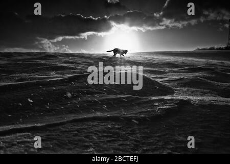 Alone dog is playing in nature during windy winter evening. Black and white photo with dramatically atmosphere