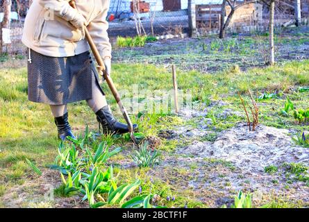 Using a hoe, farmer weeds a flower bed with his own hands and removes weeds from the soil in the garden on a clear spring day. Stock Photo