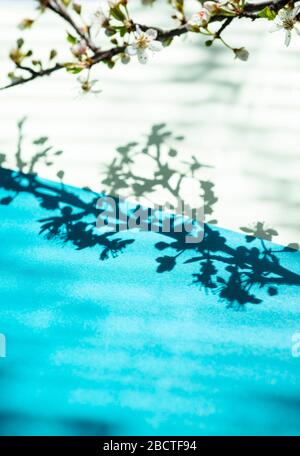 Shadow of tree through the blinds Stock Photo