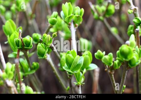 Close up view on branches with young spring little green leaves and buds Stock Photo