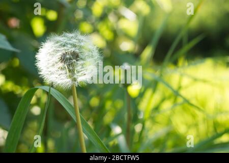 Dandelion fluffy flower on green grass sunny highlights bokeh blurred background Stock Photo