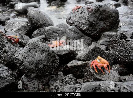 Sally Lightfoot crabs Grapsus grapsus Galapagos Islands, Santa Cruz Stock Photo