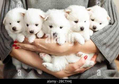 Cute adorable fluffy white spitz dog puppies in hands. Best pet friend for kids Stock Photo