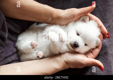 Cute adorable fluffy white spitz dog puppy. Best pet friend for kids