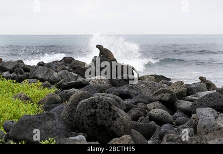 Marine Iguana Galapagos Islands, Santa Cruz Island, with wave crashing on rocks Stock Photo