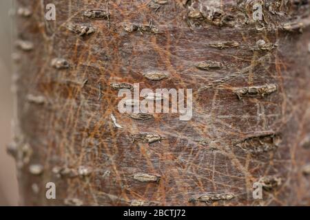Closeup of Cherry Bark in Springtime Stock Photo