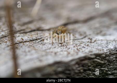 Dimorphic Jumping Spider in Springtime Stock Photo