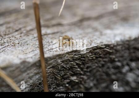 Dimorphic Jumping Spider in Springtime Stock Photo