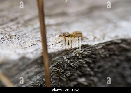 Dimorphic Jumping Spider in Springtime Stock Photo