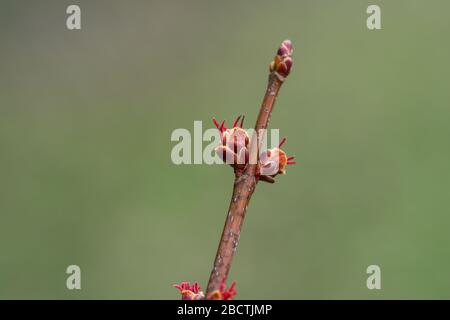Silver Maple Flower Buds in Springtime Stock Photo