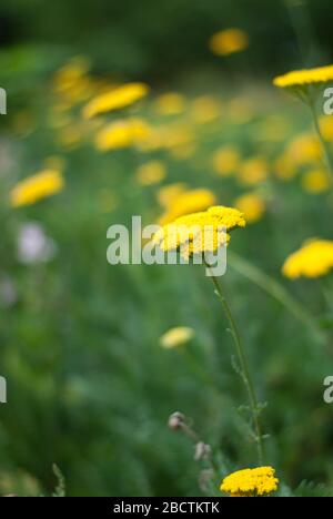 In London Yellow Flower Field Nature And Spring Stock Photo - Alamy