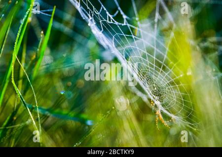 Spider web covered in morning drops. Nice wallpaper from summer morning Stock Photo