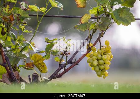 Close-up of growing young vine plants tied to metal frame with green leaves and big golden yellow ripe grape clusters on blurred sunny colorful bokeh Stock Photo