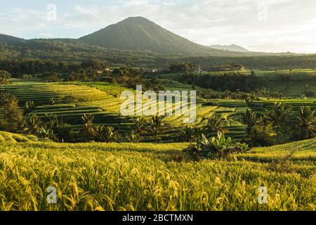 Famous Bali landmark Jatiluwih rice terraces. Beautiful sunrise view of green hills and mount on horizon. Wanderlust concept and nature background. Stock Photo