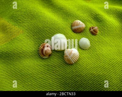 many small striped shells lying on a soft bright green towel colored Stock Photo