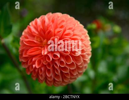A pom pom Dahlia flower in the garden at Monk's House, once home of Virginia and Leonard Woolf, Rodmell, Sussex, UK Stock Photo