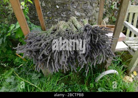 Bunches of dried Lavender on a wooden trolley outside Southease church, Sussex, UK Stock Photo