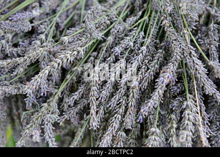 Bunches of dried Lavender on a wooden trolley outside Southease church, Sussex, UK Stock Photo