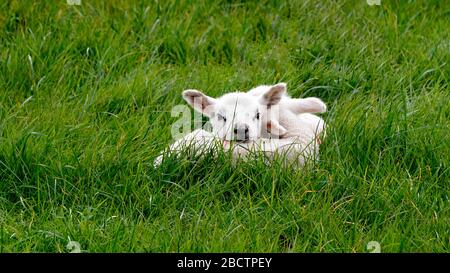 New born lambs resting in a field of grass Stock Photo