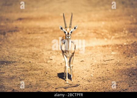 Beautiful Thomson's gazelle (Eudorcas thomsonii) is one of the best-known gazelles. It is the fifth-fastest land animal. Stock Photo