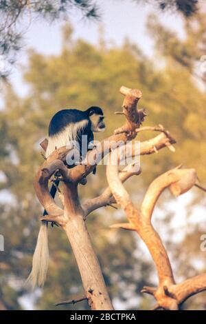 White-tailed Colobus Monkey sitting on a tree branch. Black-and-white colobuses (or colobi) are Old World monkeys of the genus Colobus, native to Afri Stock Photo