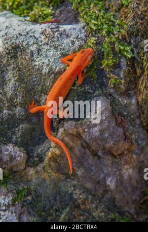 Red Spotted Newt Stock Photo