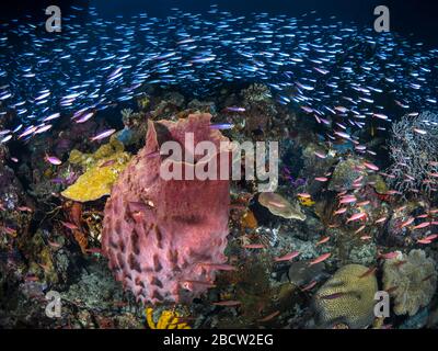 School of tropical fish swimming above pristine coral reef Stock Photo