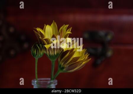 Close up look at Yellow African Daisies Stock Photo