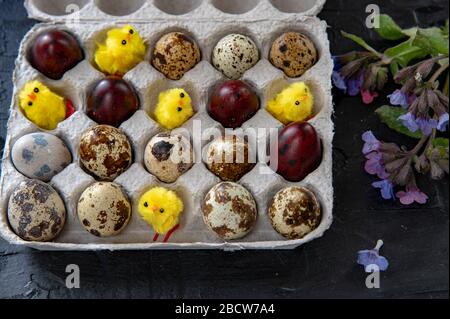 Easter composition of quail eggs and chickens in a cardboard box, decorated with spring flowers. Stock Photo
