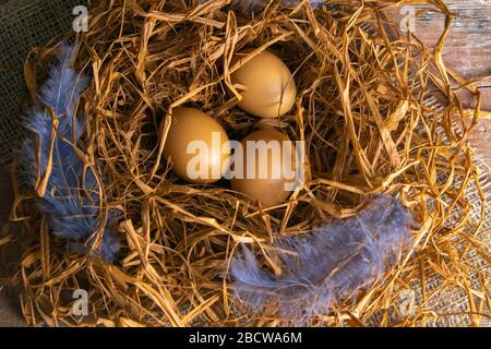 Eggs stand in a nest of dry grass beside blue feathers Stock Photo