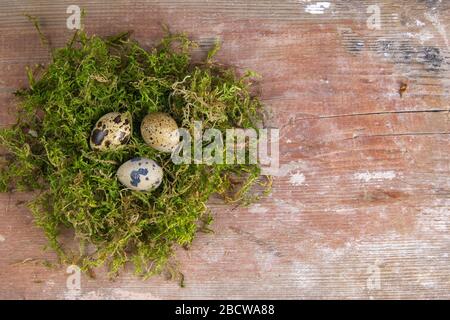 Quail eggs stand in a nest of green moss Stock Photo