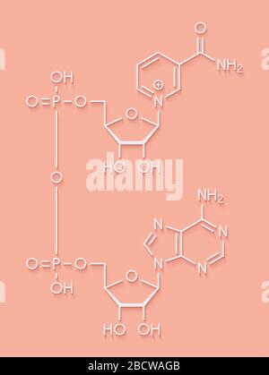 Nicotinamide adenine dinucleotide (NAD+) coenzyme molecule. Important coenzyme in many redox reactions. Skeletal formula. Stock Photo