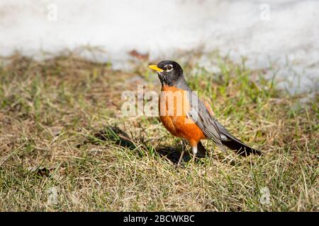 American robin looking for a meal on a springtime morning