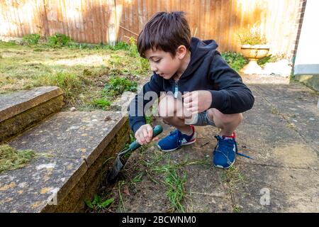 A young boy digging up weeds using a hand trowel in the garden. Stock Photo