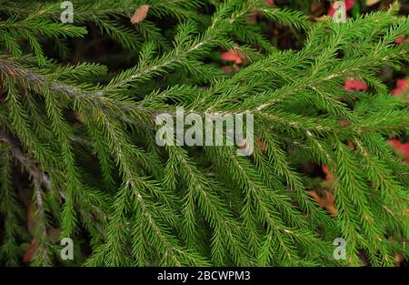 Pine tree branches hanging down laden with typical needles Stock Photo