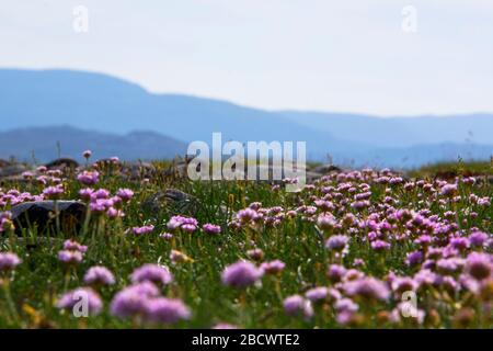 Sea Pink, Armeria maritima, UK native perenial, up to 15cm, flowers April to August, countryside, common on cliffs, salt marshes, sandy places Stock Photo