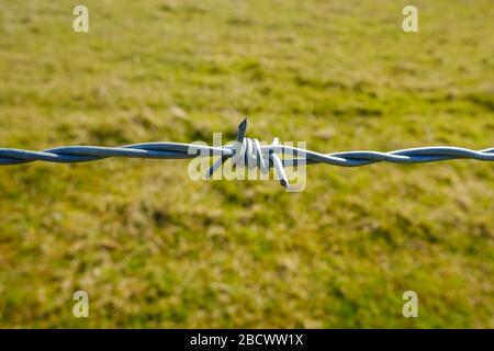 Barbed wire, individual barb. Stock Photo